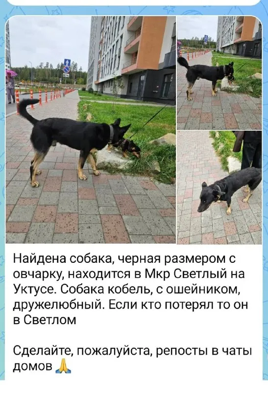 Найдена собака в Екатеринбурге — фото для опознания, база потерянных питомцев Pathfinder