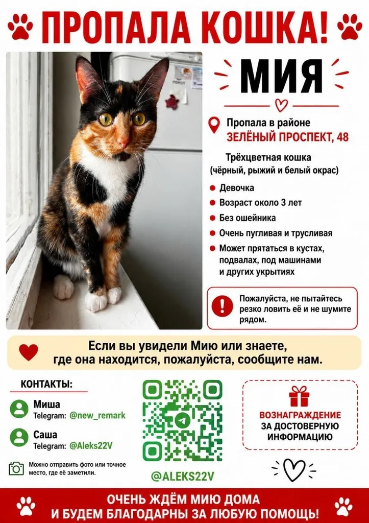 Пропала кошка в Москве — фото для опознания, база потерянных питомцев Pathfinder