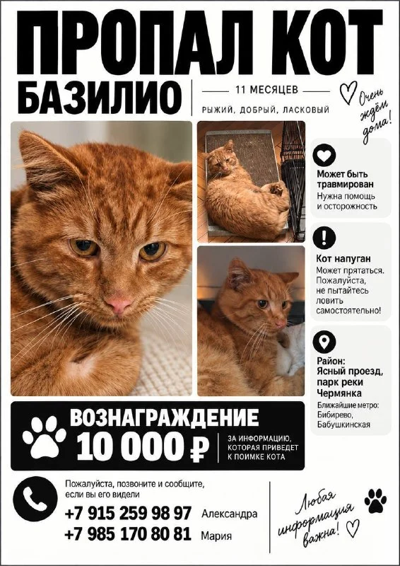 Пропала кошка в Москве — фото для опознания, база потерянных питомцев Pathfinder