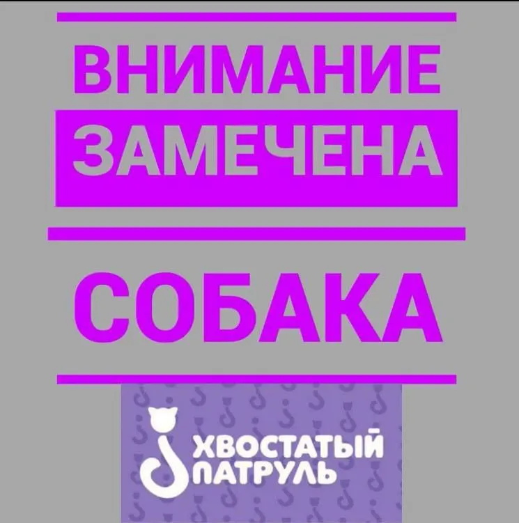 Найдена собака — город Черноголовка — фото для опознания, база потерянных питомцев Pathfinder