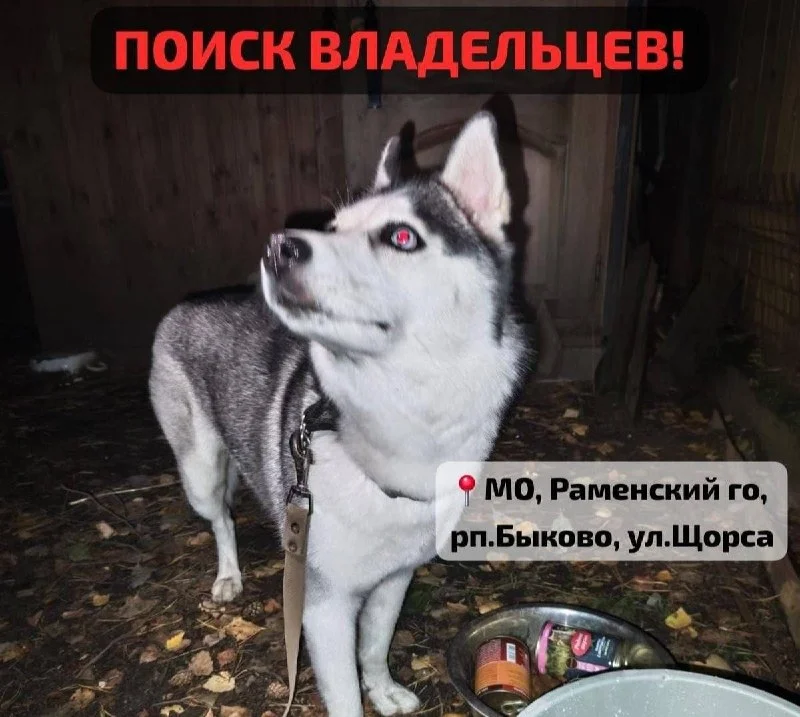 Найдена собака, хаски — город Быково — фото для опознания, база потерянных питомцев Pathfinder