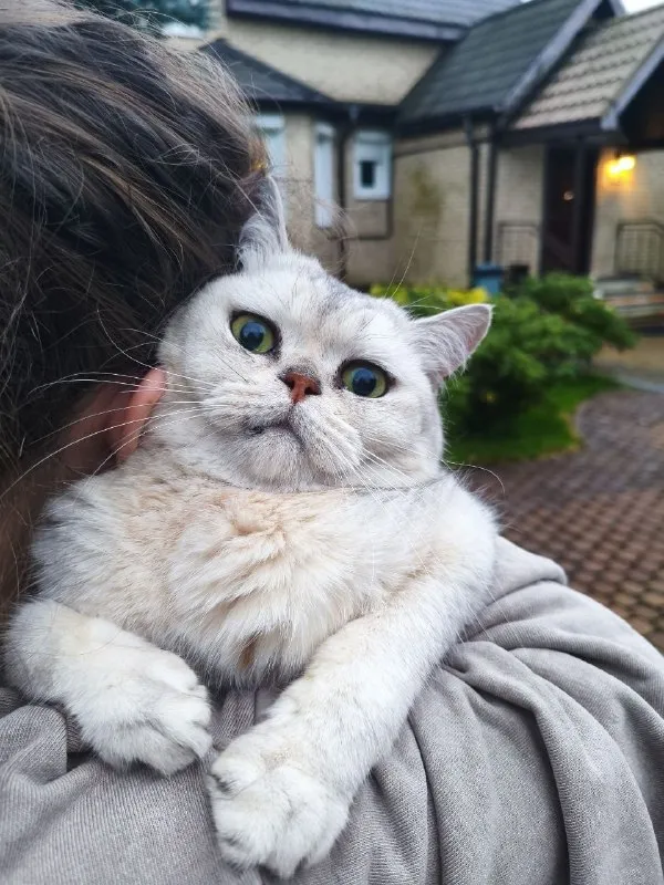 Пропала кошка, шотландец в Санкт-Петербурге — фото для опознания, база потерянных питомцев Pathfinder