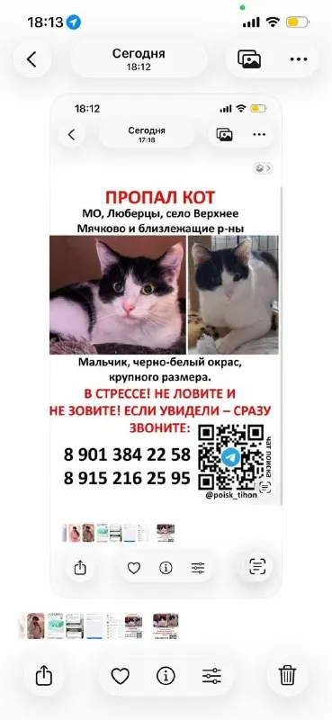 Пропала кошка — город Люберцы — фото для опознания, база потерянных питомцев Pathfinder