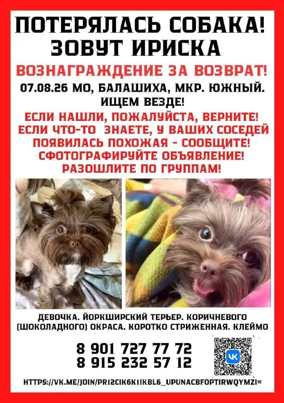 Пропала собака, йоркширский терьер в Балашихе — фото для опознания, база потерянных питомцев Pathfinder