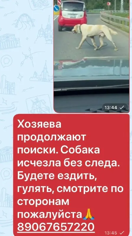 Пропала собака, алабай в Москве — фото для опознания, база потерянных питомцев Pathfinder