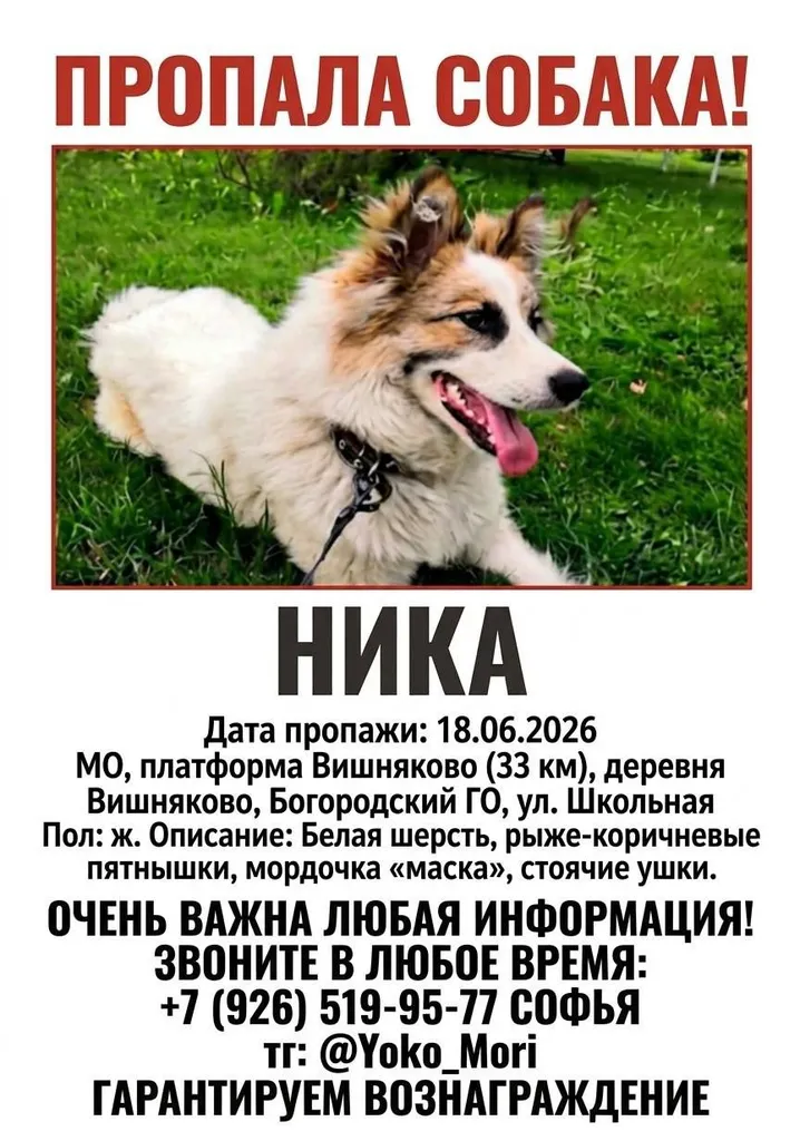 Пропала собака — город Вишняково — фото для опознания, база потерянных питомцев Pathfinder