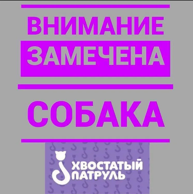 Найдена собака, бигль — город Пушкинский — фото для опознания, база потерянных питомцев Pathfinder