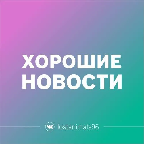 Найдена собака, хаски в Екатеринбурге — фото для опознания, база потерянных питомцев Pathfinder