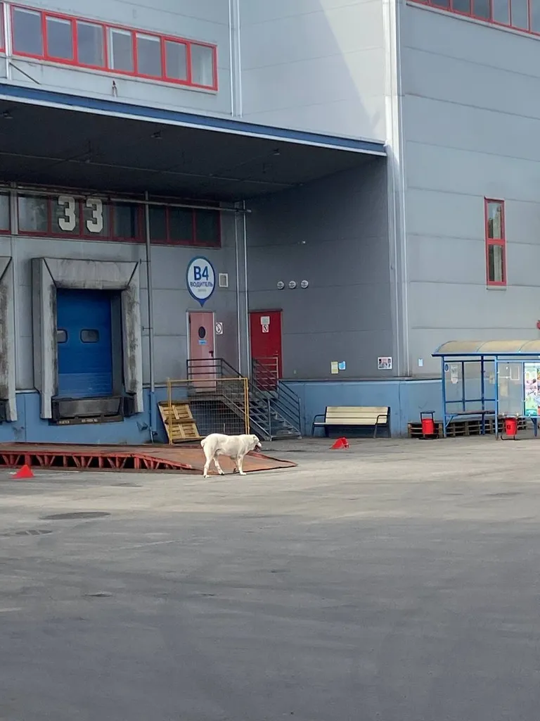 Найдена собака, алабай — город Долгопрудный — фото для опознания, база потерянных питомцев Pathfinder
