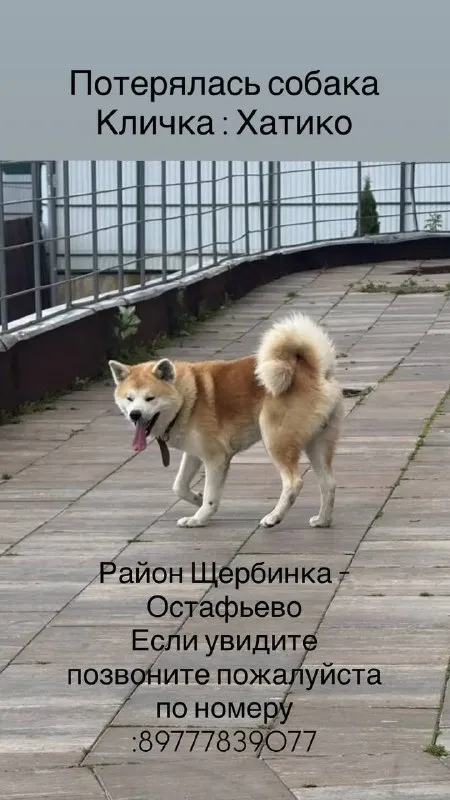 Пропала собака, акита ину — город Щербинка — фото для опознания, база потерянных питомцев Pathfinder