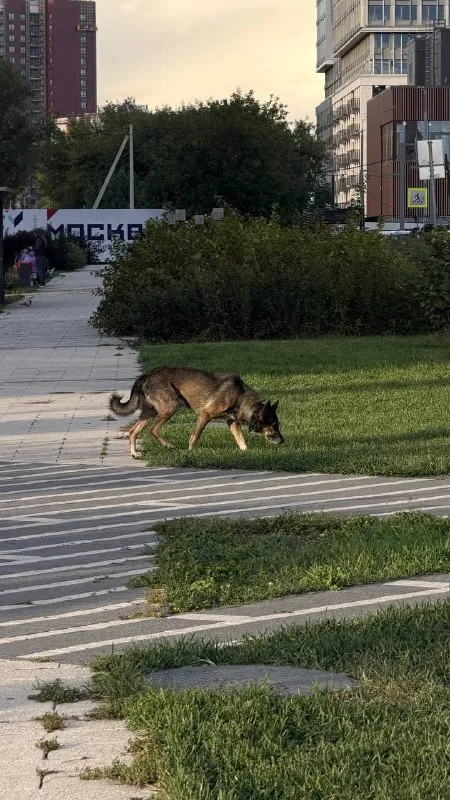 Найдена собака, дворняжка в Москве — фото для опознания, база потерянных питомцев Pathfinder