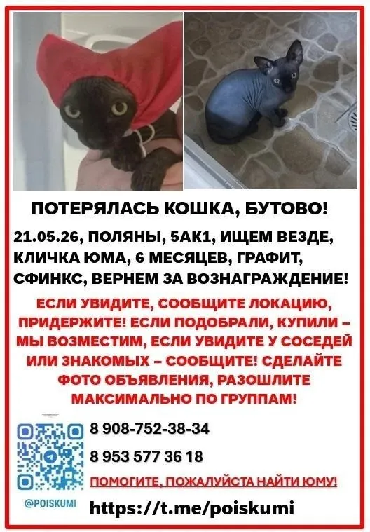 Пропала кошка, сфинкс в Москве — фото для опознания, база потерянных питомцев Pathfinder