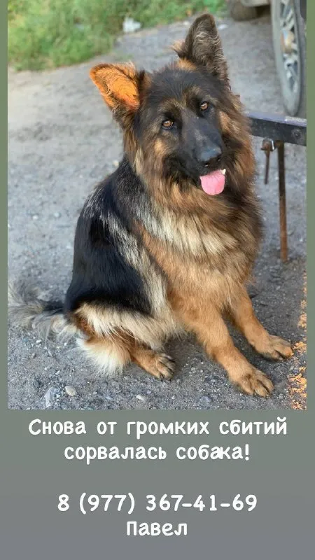 Пропала собака, немецкая овчарка — город Домодедово — фото для опознания, база потерянных питомцев Pathfinder