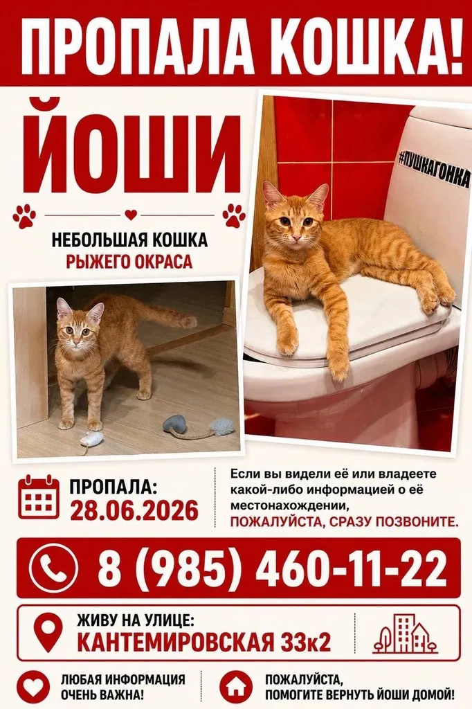Пропала кошка в Москве — фото для опознания, база потерянных питомцев Pathfinder