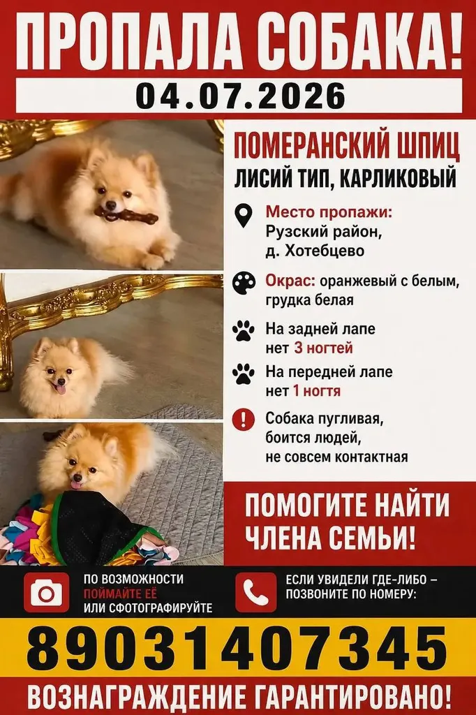 Пропала собака, померанский шпиц — город Хотебцево — фото для опознания, база потерянных питомцев Pathfinder