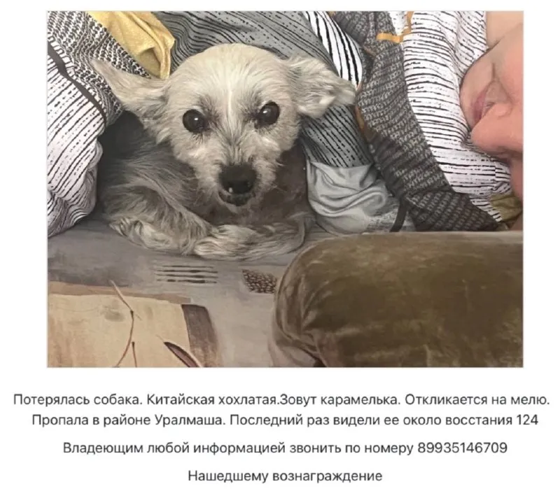 Пропала собака, китайская хохлатая в Екатеринбурге — фото для опознания, база потерянных питомцев Pathfinder