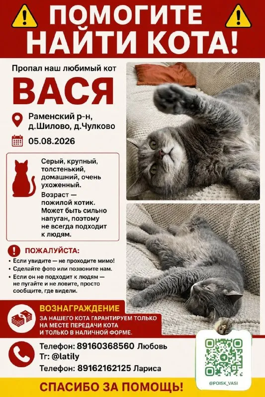 Пропала кошка — город Шилово — фото для опознания, база потерянных питомцев Pathfinder