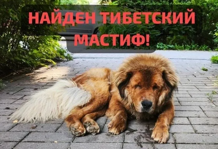 Найдена собака, тибетский мастиф — город Кратово — фото для опознания, база потерянных питомцев Pathfinder