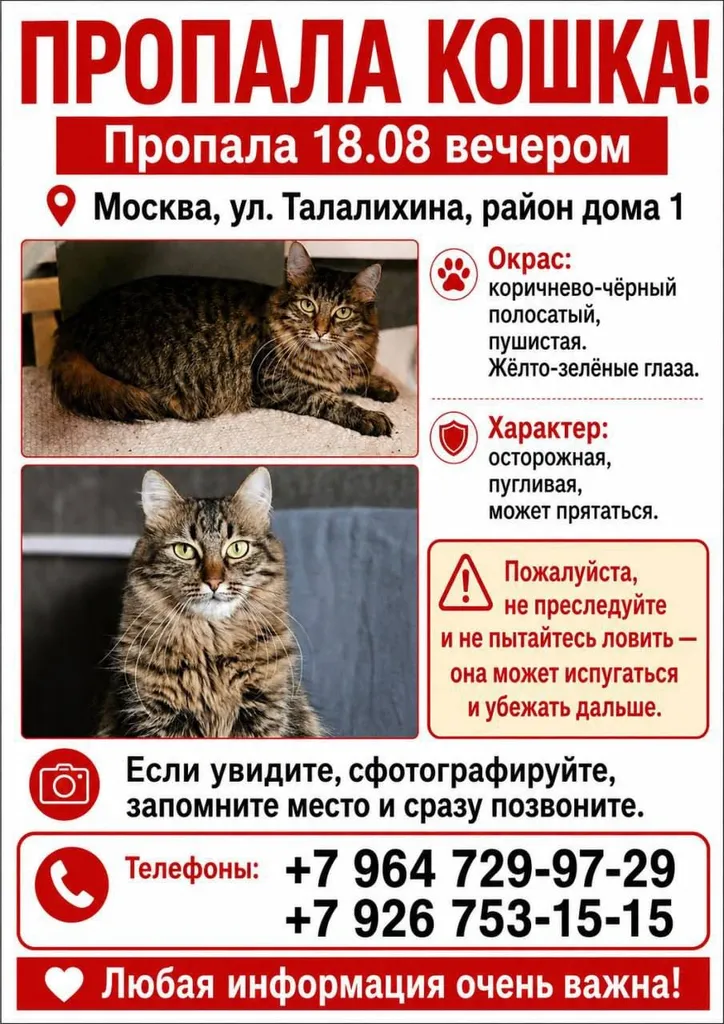 Пропала кошка, беспородная в Москве — фото для опознания, база потерянных питомцев Pathfinder