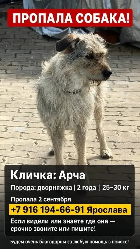 Пропала собака, дворняжка — город Шульгино — фото для опознания, база потерянных питомцев Pathfinder