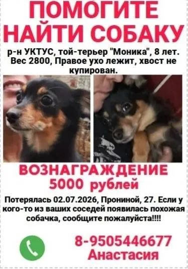 Пропала собака в Екатеринбурге — фото для опознания, база потерянных питомцев Pathfinder