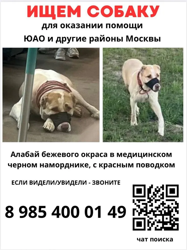 Пропала собака, алабай в Москве — фото для опознания, база потерянных питомцев Pathfinder