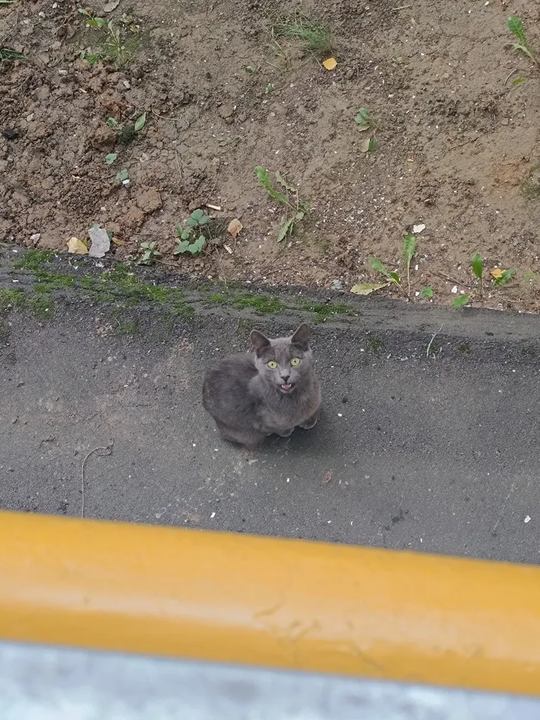 Найдена кошка, русская голубая (похожа) в Москве — фото для опознания, база потерянных питомцев Pathfinder