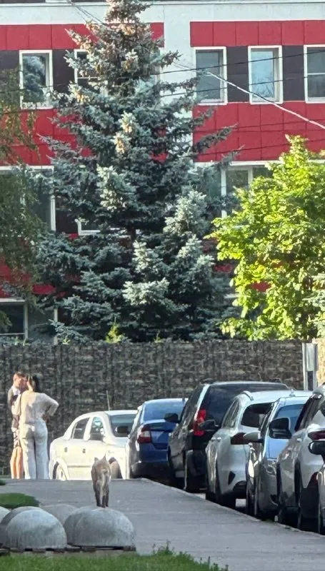 Найдена собака в Балашихе — фото для опознания, база потерянных питомцев Pathfinder