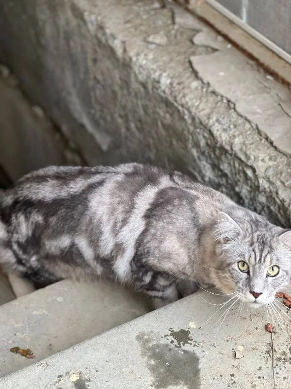 Найдена кошка, мейн-кун / метис — город Карабаш — фото для опознания, база потерянных питомцев Pathfinder