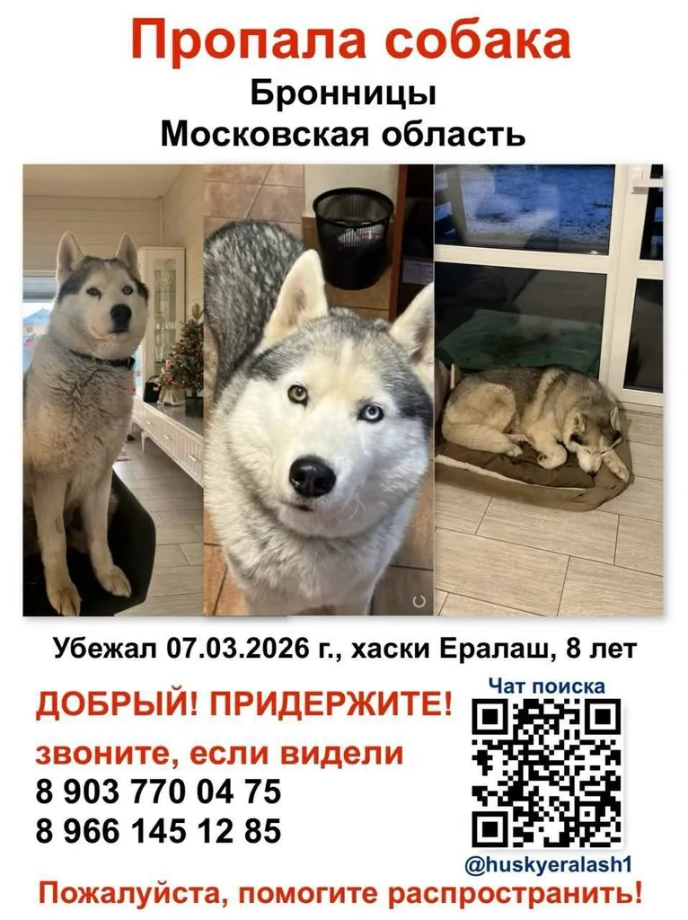 Пропала собака, хаски — город Бронницы — фото для опознания, база потерянных питомцев Pathfinder