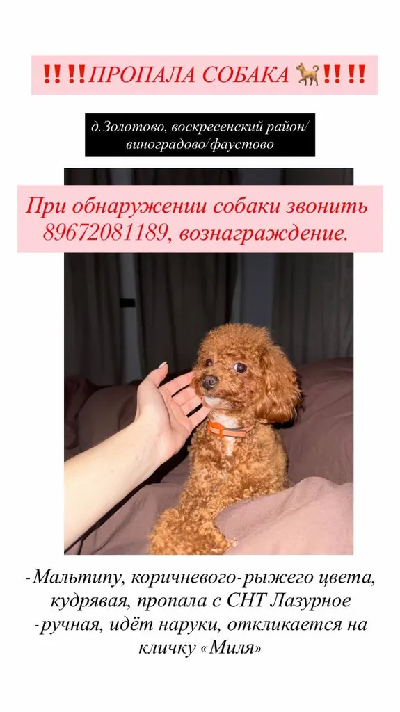 Пропала собака, мальтипу — город Золотово — фото для опознания, база потерянных питомцев Pathfinder