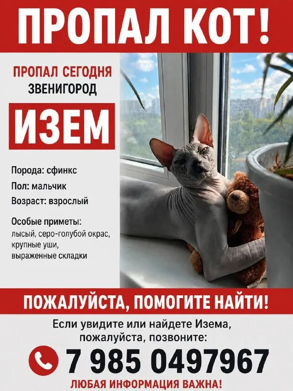 Пропала кошка, сфинкс — город Звенигород — фото для опознания, база потерянных питомцев Pathfinder