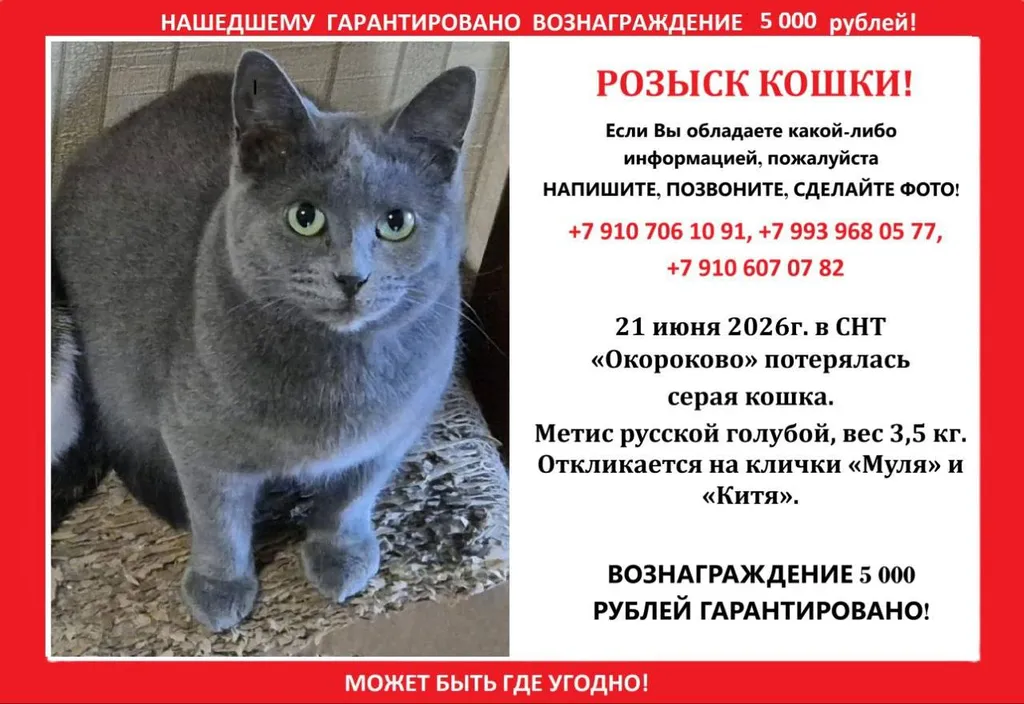 Пропала кошка, метис русской голубой — город Обнинск — фото для опознания, база потерянных питомцев Pathfinder