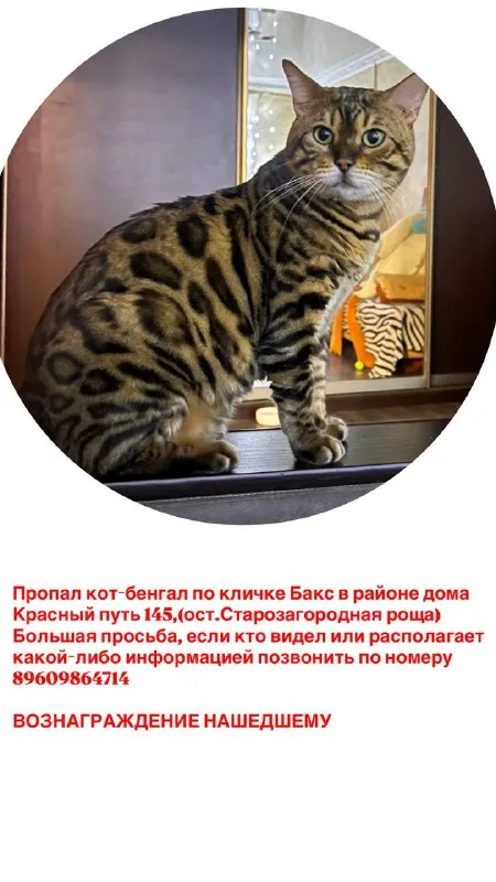 Пропала кошка, бенгал в Омске — фото для опознания, база потерянных питомцев Pathfinder