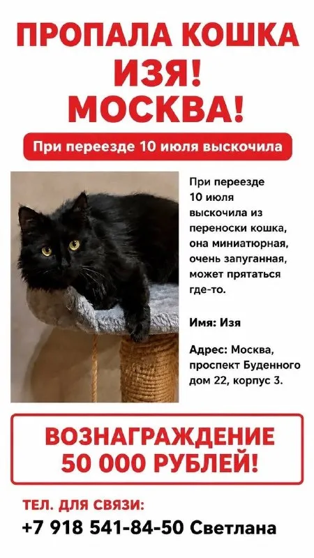 Пропала кошка в Москве — фото для опознания, база потерянных питомцев Pathfinder