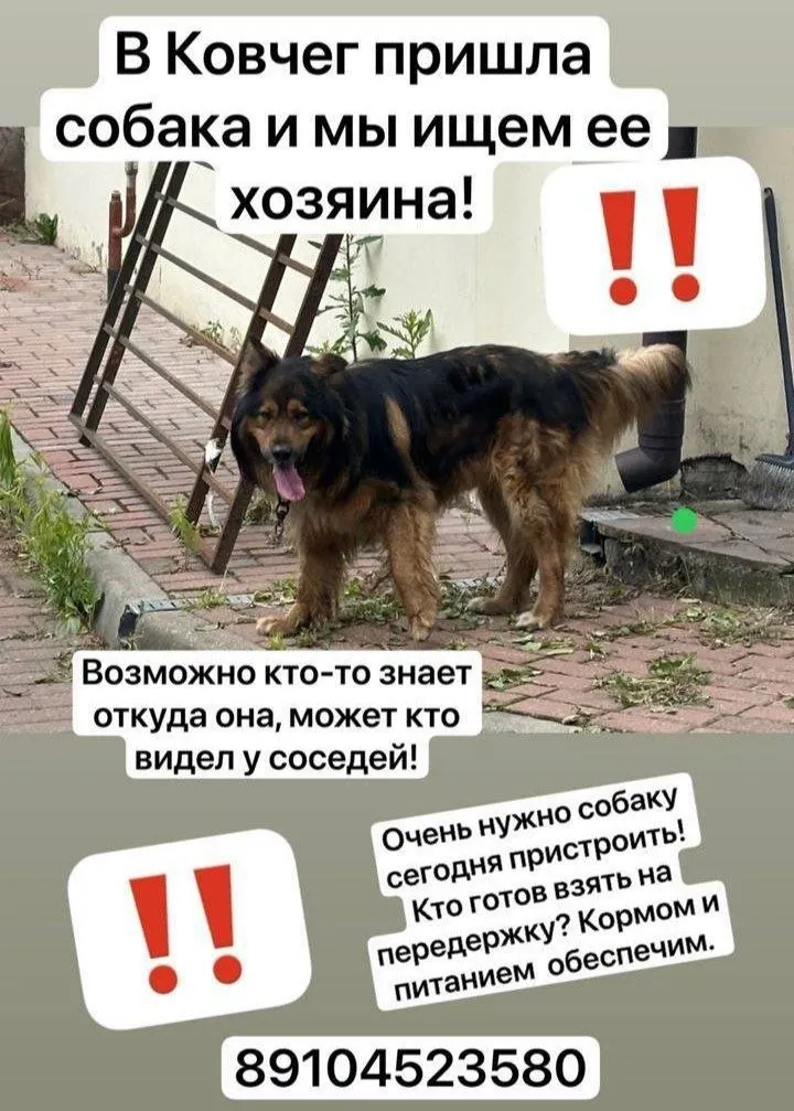 Найдена собака — город Раменское — фото для опознания, база потерянных питомцев Pathfinder