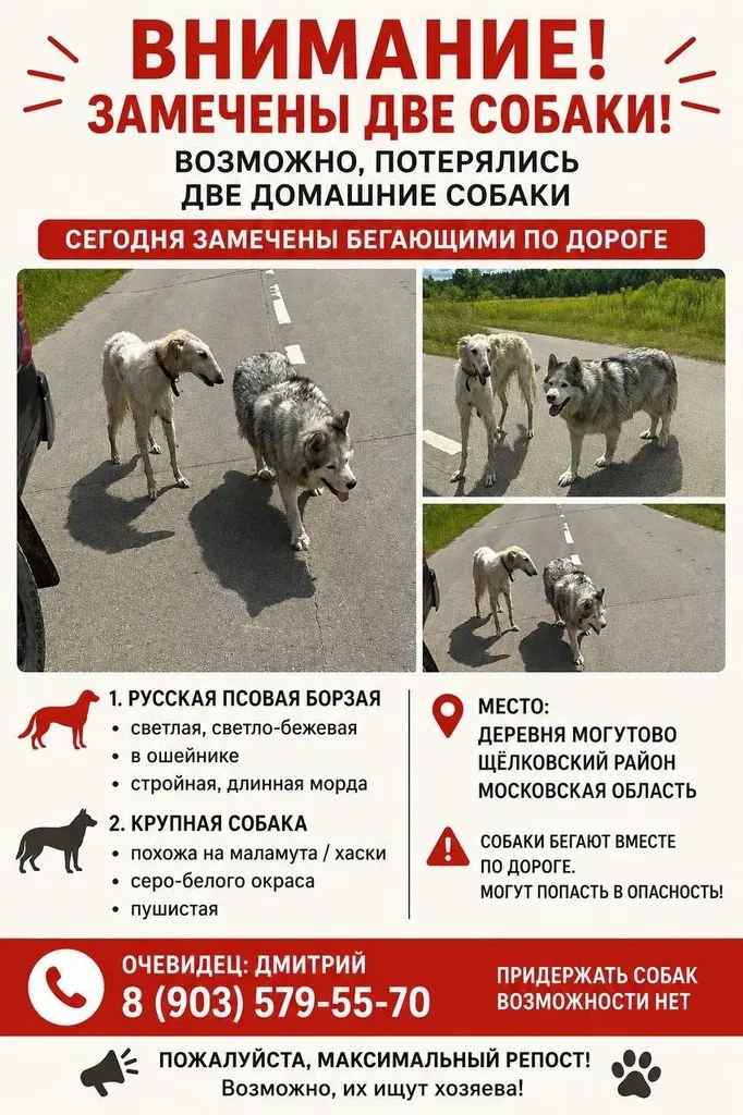 Найдена собака, русская псовая борзая — город Могутово — фото для опознания, база потерянных питомцев Pathfinder