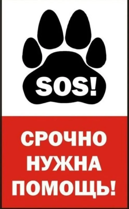 Пропала собака — город Истра — фото для опознания, база потерянных питомцев Pathfinder