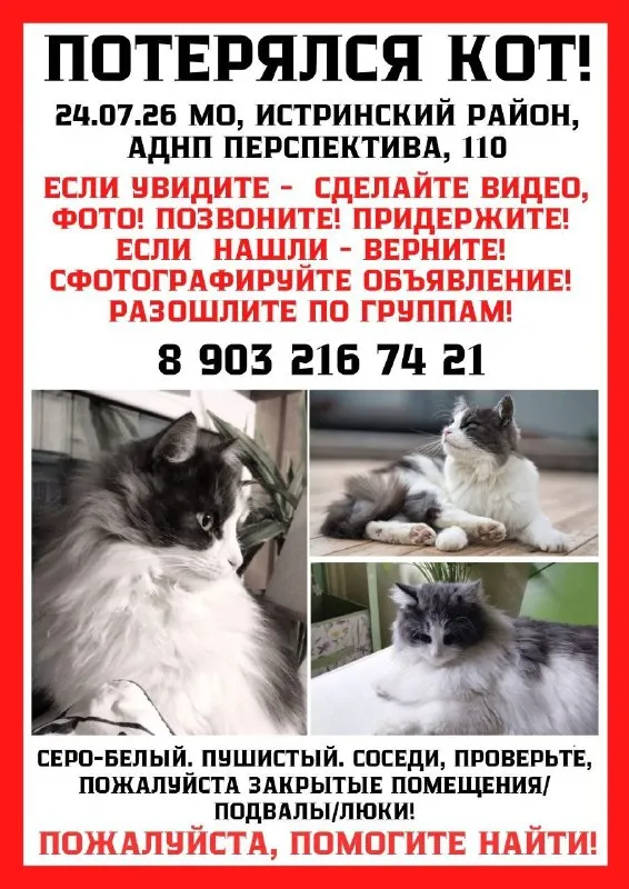 Пропала кошка — город Истринский район — фото для опознания, база потерянных питомцев Pathfinder