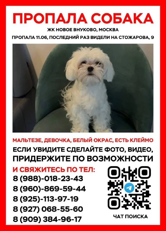 Пропала собака, мальтезе в Москве — фото для опознания, база потерянных питомцев Pathfinder