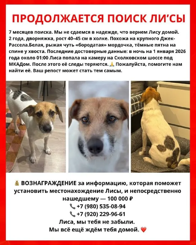 Пропала собака, дворняжка в Москве — фото для опознания, база потерянных питомцев Pathfinder