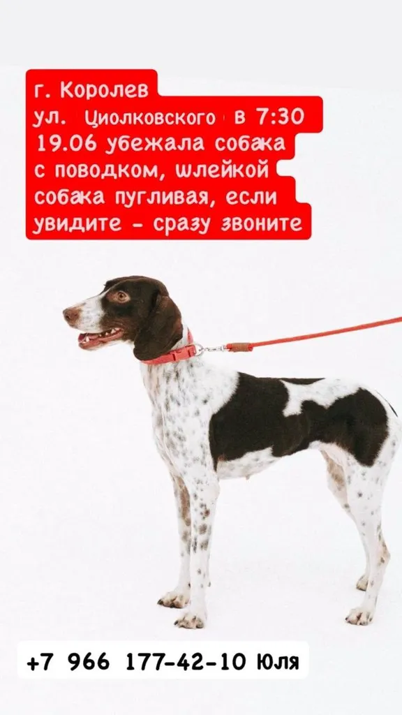 Пропала собака — город Королёв — фото для опознания, база потерянных питомцев Pathfinder