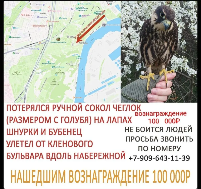 Пропал питомец, сокол чеглок в Москве — фото для опознания, база потерянных питомцев Pathfinder