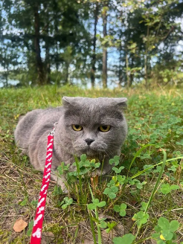 Пропала кошка, шотландская — город Сорокино — фото для опознания, база потерянных питомцев Pathfinder