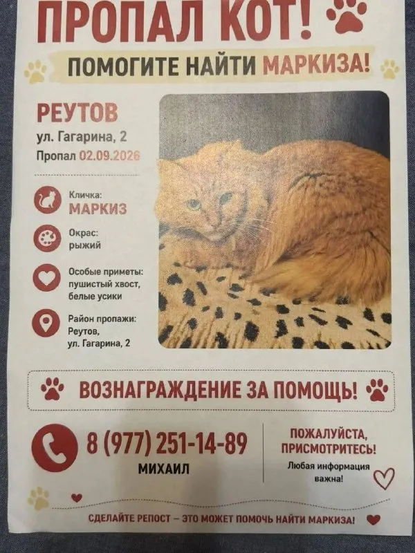Пропала кошка — город Реутов — фото для опознания, база потерянных питомцев Pathfinder