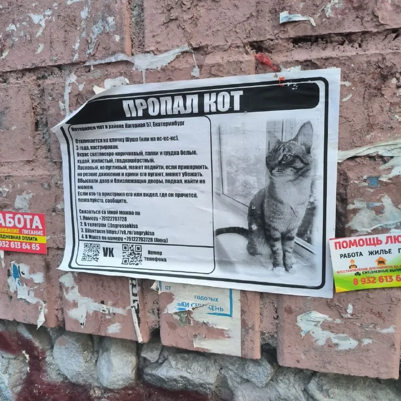 Пропала кошка в Екатеринбурге — фото для опознания, база потерянных питомцев Pathfinder