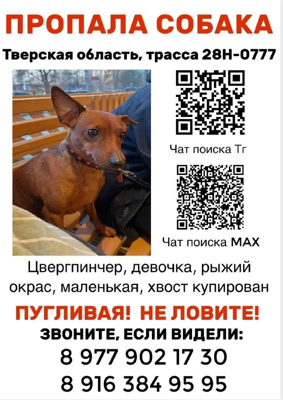 Пропала собака, цвергпинчер — город Тверская область — фото для опознания, база потерянных питомцев Pathfinder