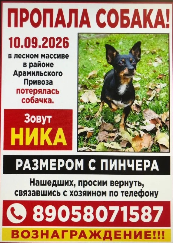 Пропала собака — город Арамиль — фото для опознания, база потерянных питомцев Pathfinder