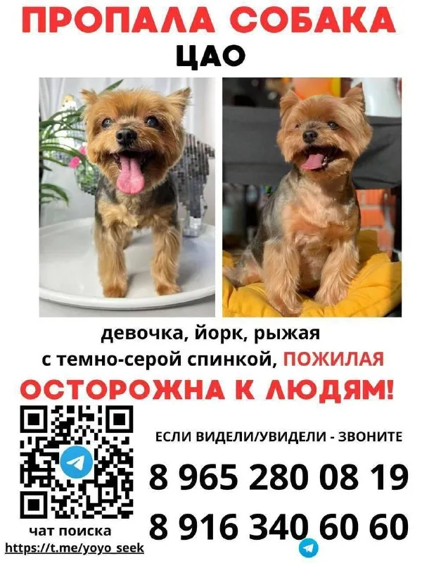 Пропала собака, йоркширский терьер в Москве — фото для опознания, база потерянных питомцев Pathfinder