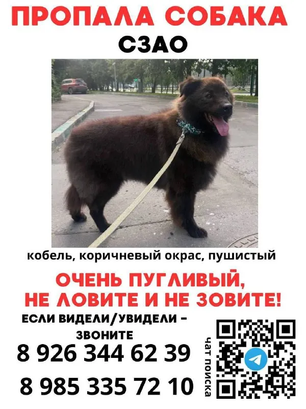 Пропала собака, метис — город Красногорск — фото для опознания, база потерянных питомцев Pathfinder
